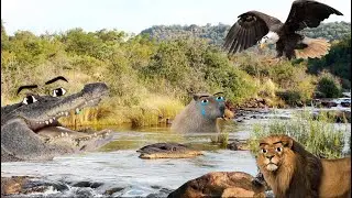 African Gegagedigedagedago 2