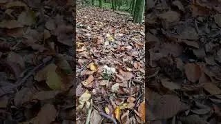 Lycoperdon mushroom in the forest in autumn. Mushrooms in the forest in November. Lycoperdon.