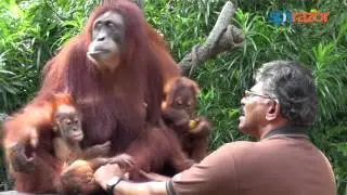 Granddaughter of Ah Meng is the new face of Singapore Zoo