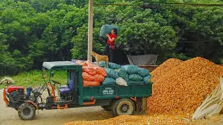 Harvesting a Truckload of Corn From Villagers To Sell - Farm Life - Village Life - New Life