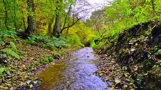 Sounds of nature, murmur of a stream || The sound of the stream is relaxing || Healing Nature Sounds