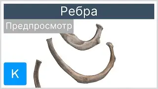 Ребра (предпросмотр) - Анатомия человека | Kenhub