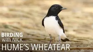 Meet Hume's Wheatear | Oenanthe albonigra