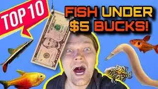 The Top 10 Fish, Under ONLY $5 DOLLARS! - Affordable Fish with BIG Personality & Color!