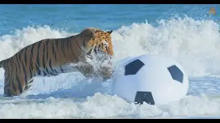 Animalia - Tiger Romeo loves playing football