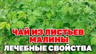 ЗАЧЕМ ЛИСТ МАЛИНЫ ИЗ ЛЕСА ЛУЧШЕ КОГДА ПРИМЕНЯТЬ ЛЕЧЕНИЕ/ nature heals