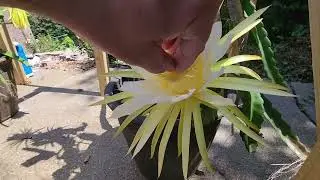 How to Hand Pollinate Dragon Fruit Flowers