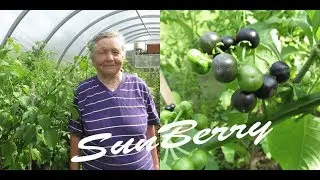 SunBerry // Черника Форте // Паслен Гибридный // Ольга Нызюк