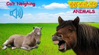 COLT SOUNDS - Colt Neighing - Baby Horses (4K)