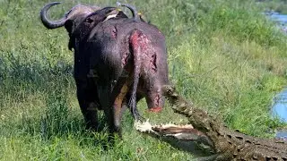 Dire! Lost A Leg, Buffalo's Worst Day! Huge Crocodile Finish The Future Of Buffalo With Fatal Jaw