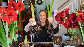 My Amaryllis Passion Grows! How to Plant, Propagate, & Rebloom Amaryllis Bulbs + Cut Amaryllis Tips!