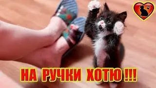 Почему Кошка Просится на Ручки?!
