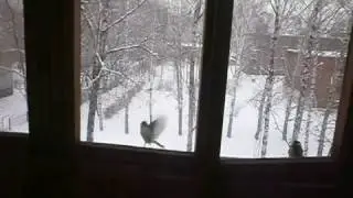 Синички зимой тянутся к людям.