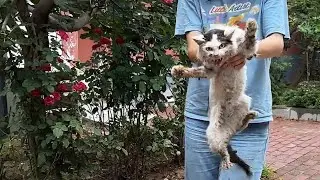 Спасенная бродячая кошка была слишком агрессивной! Через месяц она начала принимать меня.