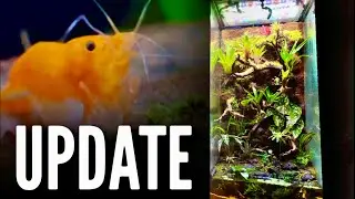 Adding NEW Animals || Paludarium UPDATE