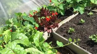 Sow, Grow And Cook August Garden Update