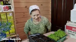 РАССАДА В ГРИБАХ😲 Новости недели 26 марта 2024 Udmurtia