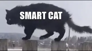 Очень умная черная кошка Чернуха Very smart black cat