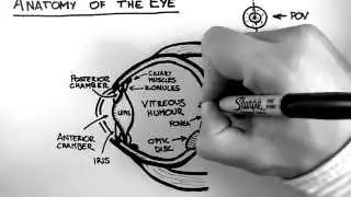 Anatomy of the Eye