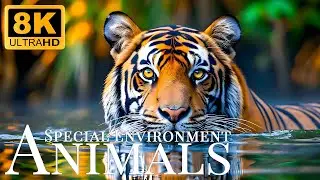 Special Animals Environment 8K ULTRA HD🐾Relaxing Movie With Meditation Music To Relieve Stress