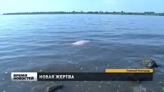 Нижегородец утонул в озере на Щелоковском хуторе Нижнего Новгорода