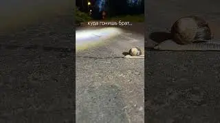 Улиточка Валентин куда-то спешит