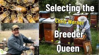 Criteria For Selecting Breeder Queen WITH Chris Werner