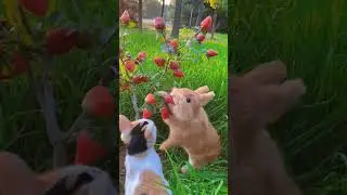 Very satisfying video 🐇🍓 #shorts #satisfying #viral