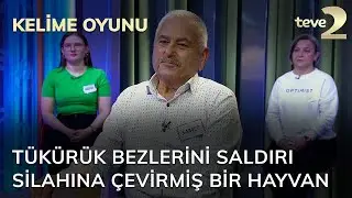 Kelime Oyunu: Tükürük bezlerini saldırı silahına çevirmiş bir hayvan