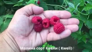 Саженцы малины из питомника. Ремонтантная малина сорта Квели.