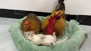 Surprised the kittens! Amazing rooster and hen make great cat moms.Cute pet videos. Funny animal