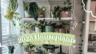 🪴 My 2023 Houseplant Collection (Some Are Struggling😅)