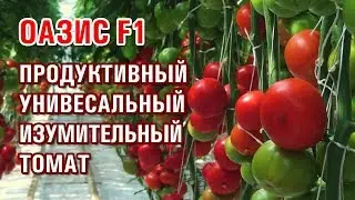 ОАЗИС F1 - ВЫСОКО ПРОДУКТИВНЫЙ, УНИВЕРСАЛЬНЫЙ, СЛАДКИЙ ТОМАТ (20-09-2019)