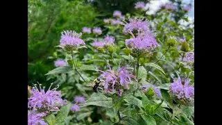 Minnesota Native Plants - Wild Bergamot (Monarda Fistulosa)