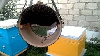 КАК ЗАСЕЛИТЬ РОЙ ПЧЕЛ В УЛЕЙ- НАСЫПОМ #Beekeeping