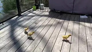 Ducks... being ducks