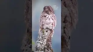 These birds are camouflage experts 😲