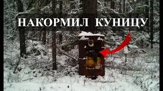 НАКОРМИЛ КУНИЦУ! Видео с фотоловушки BG-310.