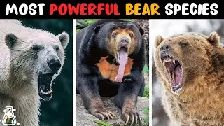 10 Most Powerful Bear Species on Earth