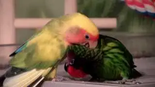 Lorikeet and Lovebird are Best Friends!