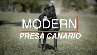 THE MODERN PRESA CANARIO