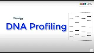 DNA profiling-Biology Bugbears Leaving Cert Genetics