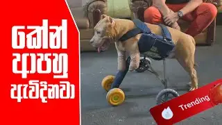 කේන් ආපහු ඇවිදිනවා | Pet Talk