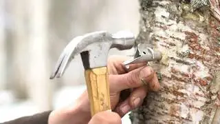 Tapping birch trees