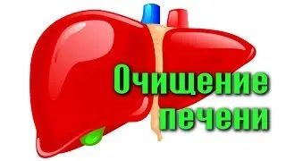 ЛУЧШИЙ ЛЕКАРЬ НАШЕГО ОРГАНИЗМА - ПЕЧЕНЬ