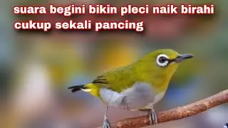 Pleci Ngecir Cocok Untuk Merangsang Birahi Pleci