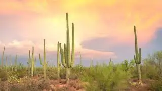 Sonora - Quincas Moreira | No Copyright Musicz