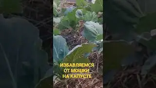 Берем на заметку!!! Как избавиться от мошки на капусте! 