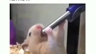 Сама невинность да да да)