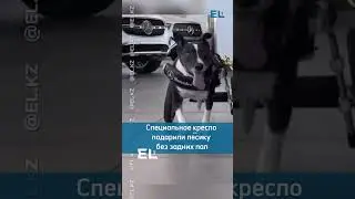 📱 В сети распространяется умилительное видео